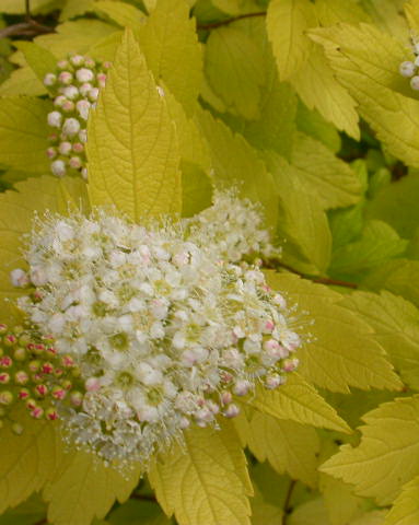 Спирея японская `Вайт Голд`, Spiraea japonica `White Gold` | СадПарад
